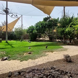 First aviary - Ibis and other birds