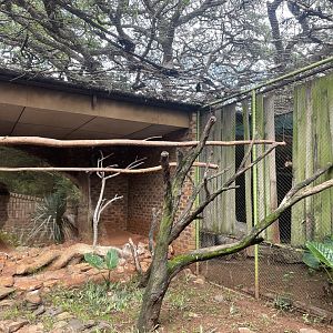Verreaux's eagle-owl Exhibit (Bubo lacteus)
