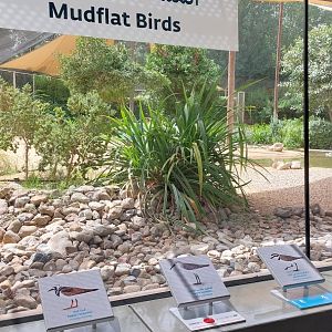 Mudflat birds aviary