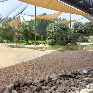 Second aviary - Mudflat birds