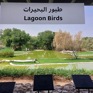 Lagoon Birds