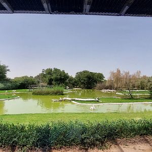 Flamingos, pelicans and other birds at the Lagoon Birds exhibit