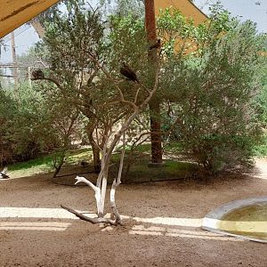 Shrubland Birds aviary