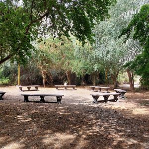 Resting spot with gazelles