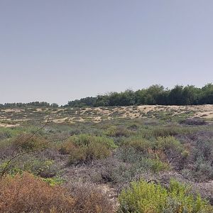 Dunes at wasit wetlands