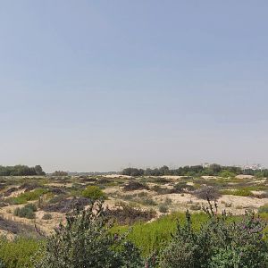 Dunes at wasit wetlands