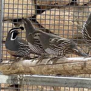 Quail ID?