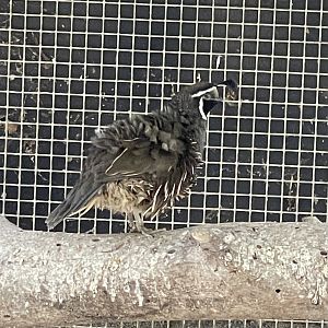 Quail ID? ~ Birdpark Malta