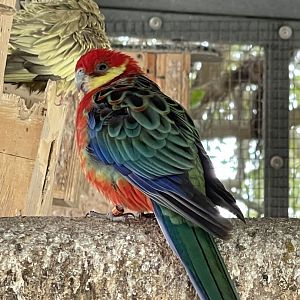 Rosella ID? ~ Birdpark Malta
