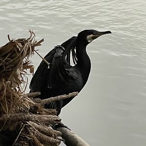 Cormorant ID? ~ Birdpark Malta