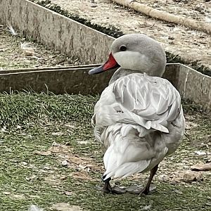 Waterfowl ID? ~ Birdpark Malta