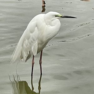 Egret ID? ~ Birdpark Malta