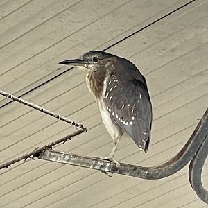 Heron ID? ~ Birdpark Malta