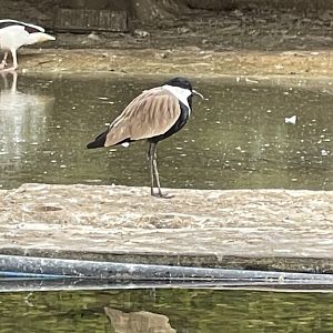 Bird ID ~ Birdpark Malta