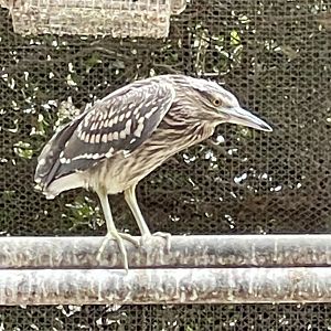 Heron ID? ~ Birdpark Malta