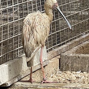 Spoonbill ID? ~ Birdpark Malta