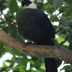 White-crested touraco