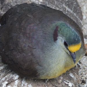 Sulawesi ground-dove