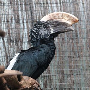 Silvery-cheeked hornbill