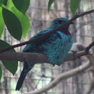 Spangled cotinga - male