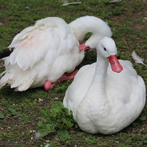 Coscoroba swans