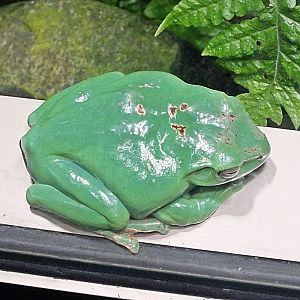 Chinese flying frog