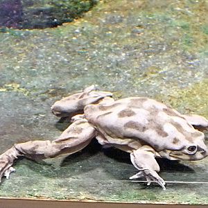 Titicaca water frog
