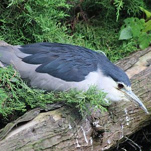Black-crowned night-heron
