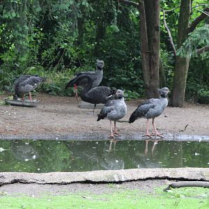 Southern screamer-family