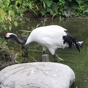 Red-crowned crane