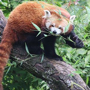 Red panda