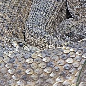 Western diamondback rattlesnakes