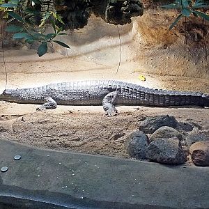 Gharial