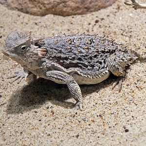 Short-tailed horned lizard