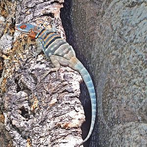 Juvenile Baja blue rock lizard