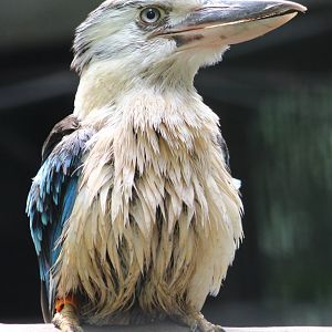 Blue-winged kookaburra