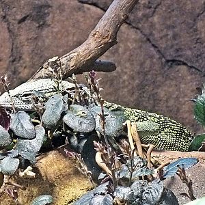 Reisinger's tree monitor