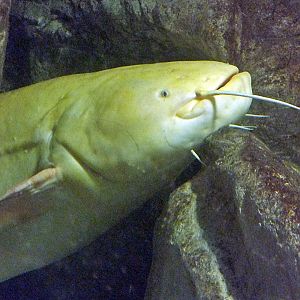 Leucistic wels catfish