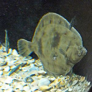 Common flounder