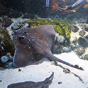 Thornback ray