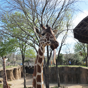 Reticulated Giraffe Close-up, Giants of Savannah - Mar. 2022