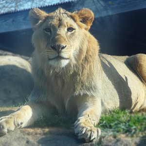 Juvenile Male Lion Izwi, Giants of the Savannah - Mar. 2022