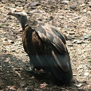 Hooded vulture