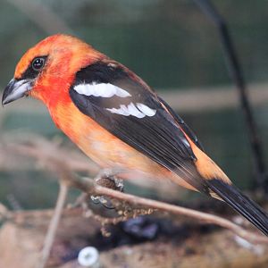White-winged tanager