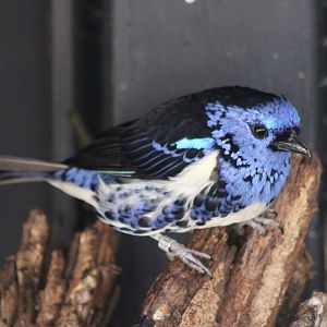 Turquoise tanager