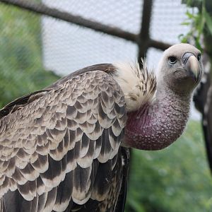 Rüppel's vulture