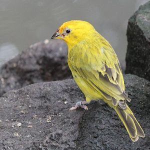 Saffron finch