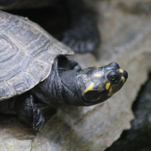 Yellow-spotted river turtle