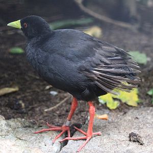 African black crake
