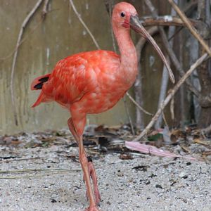 Scarlet ibis